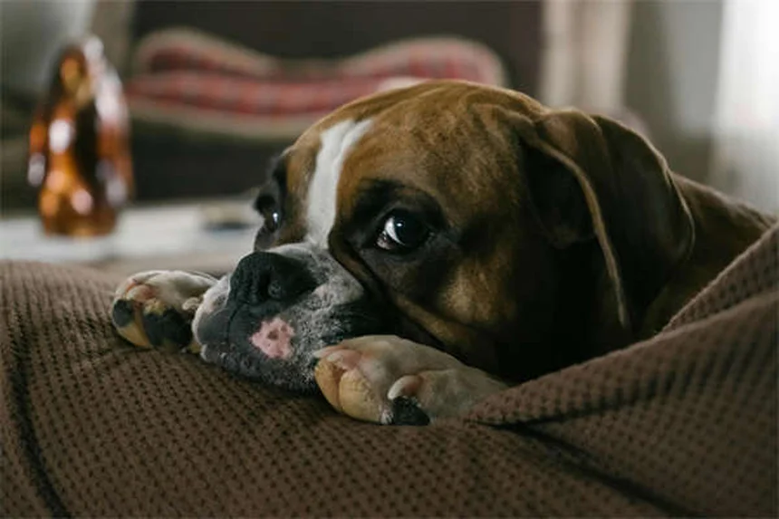 Perché il tuo cane odia il parco? Scopri le vere ragioni e le alternative migliori