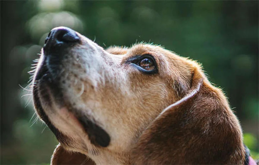 Come stimolare mentalmente il tuo cane: 9 truppi facili ed economici