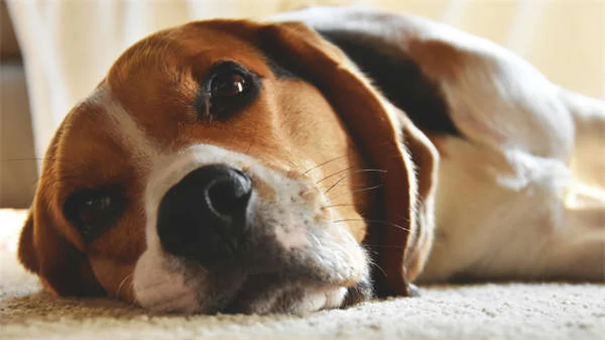 Daphnie per pesci: guida completa alla coltivazione