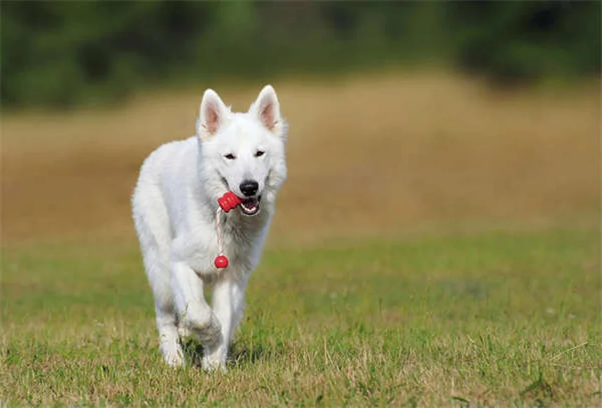Lure Coursing per Cani: Guida Completa allo Sport dei Levrieri