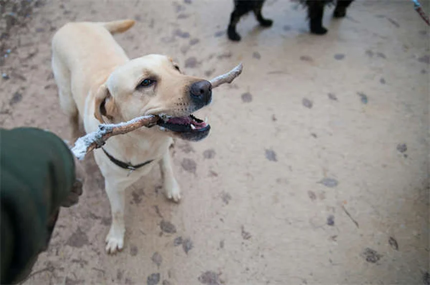 Lure Coursing per Cani: Guida Completa allo Sport dei Levrieri