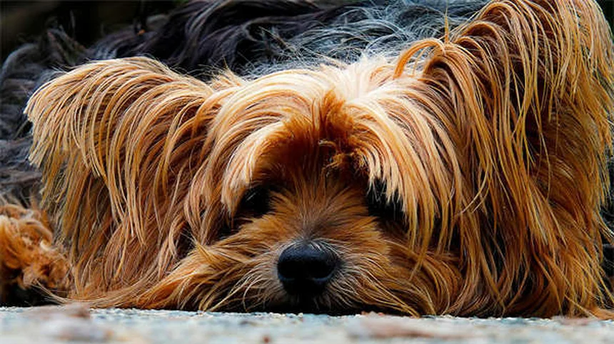 Sinusite nel cane: sintomi, cause e cure efficaci