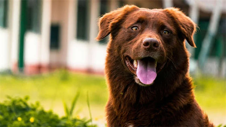 Sinusite nel cane: sintomi, cause e cure efficaci