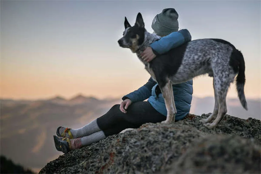 Perché il mio cane starnutisce spesso? Cause e rimedi
