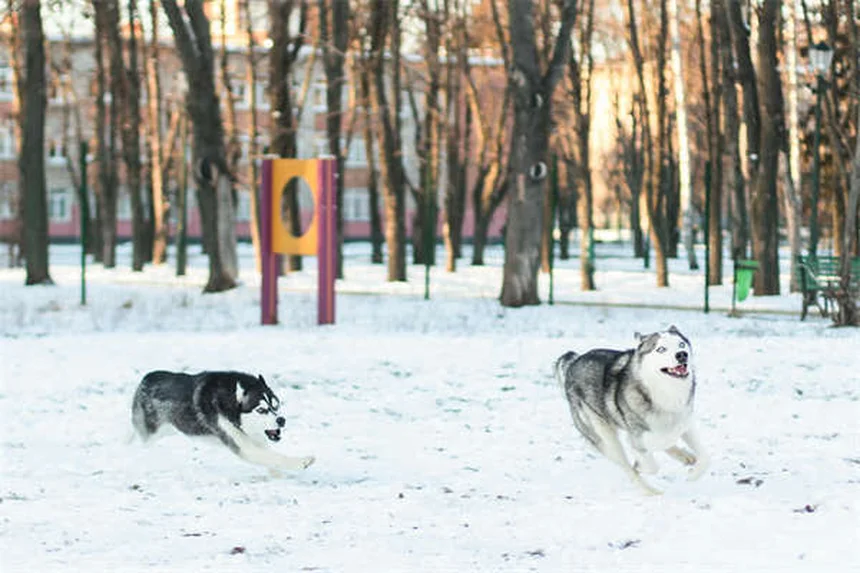 Perché il mio cane starnutisce spesso? Cause e rimedi