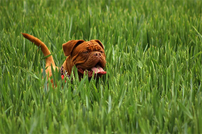 Ipema nei cani: sintomi, cause e cure urgenti