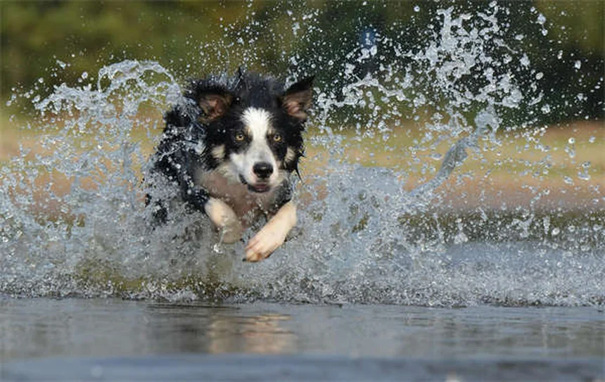 Ipema nei cani: sintomi, cause e cure urgenti