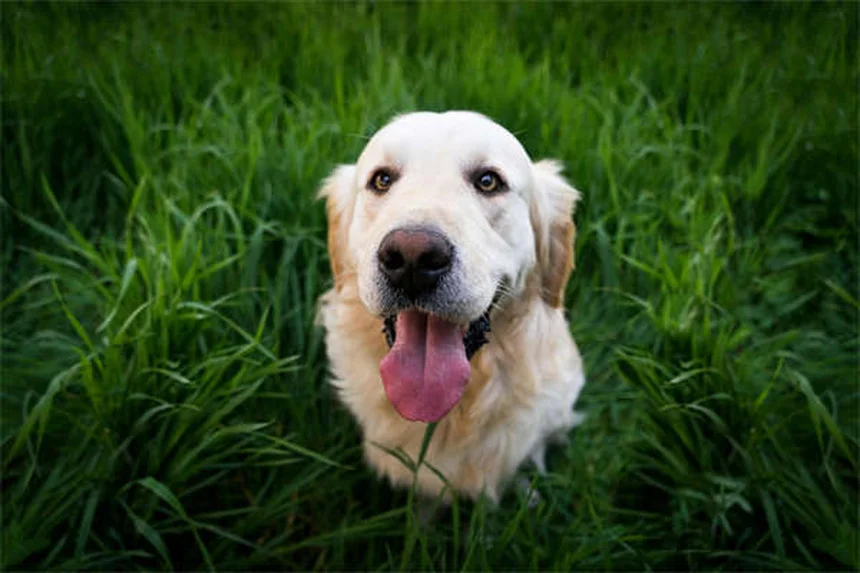 Segnali manuali per cani: 4 gesti facili da insegnare oggi