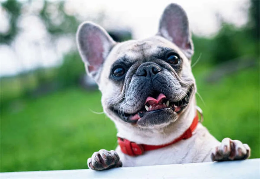 Segnali manuali per cani: 4 gesti facili da insegnare oggi