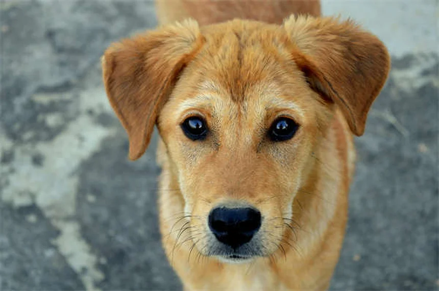 Taurina per cani e gatti: tutto quello che devi sapere