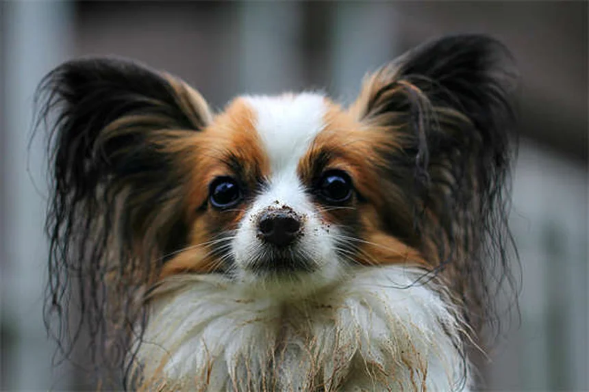 Gravidanza canina: farmaci sicuri e consigli essenziali