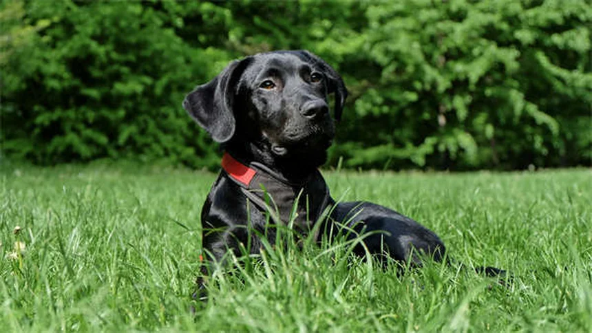 Otomax e Tri-Otic: Tutto quello che devi sapere per curare le otiti del tuo cane