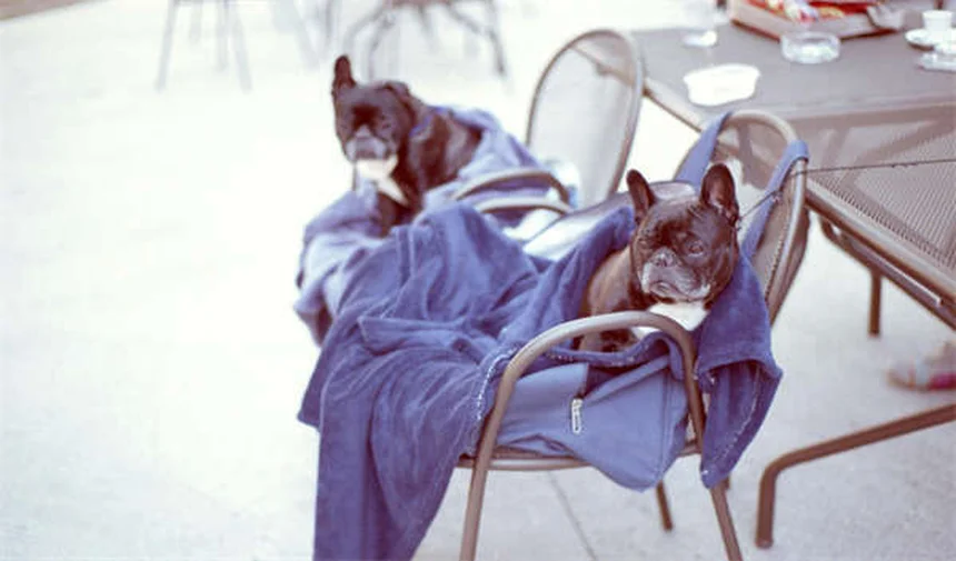 Otomax e Tri-Otic: Tutto quello che devi sapere per curare le otiti del tuo cane