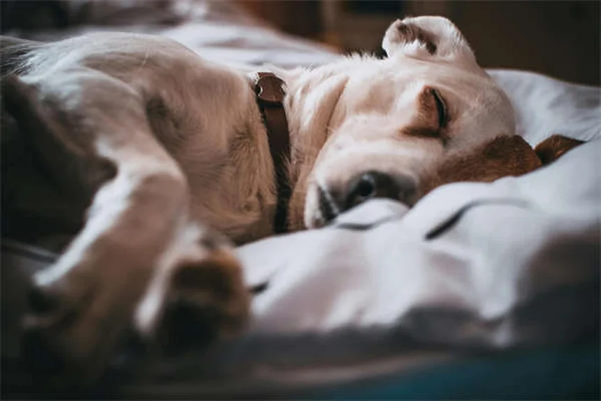 Proin® per cani: tutto quello che devi sapere sul farmaco per l'incontinenza