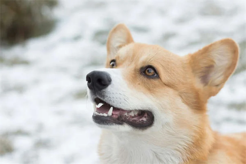 Idroterapia per cani: benefici e come funziona