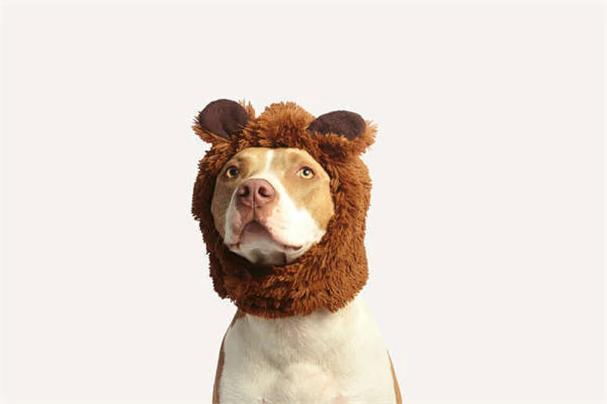 Idroterapia per cani: benefici e come funziona