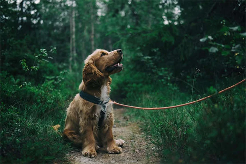 Idroterapia per cani: benefici e come funziona