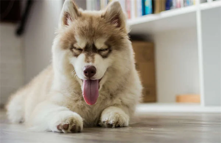 Toelettatura del cane a casa: 5 consigli facili per principianti