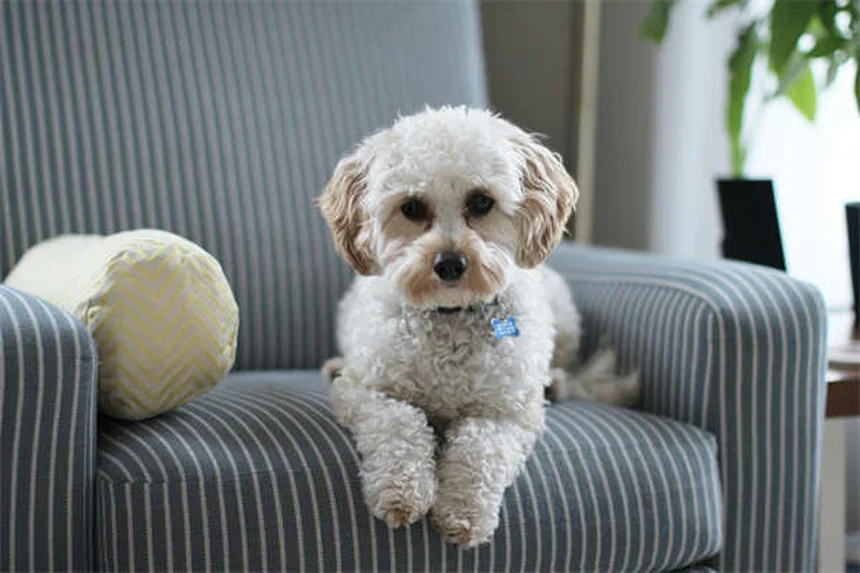 Toelettatura del cane a casa: 5 consigli facili per principianti