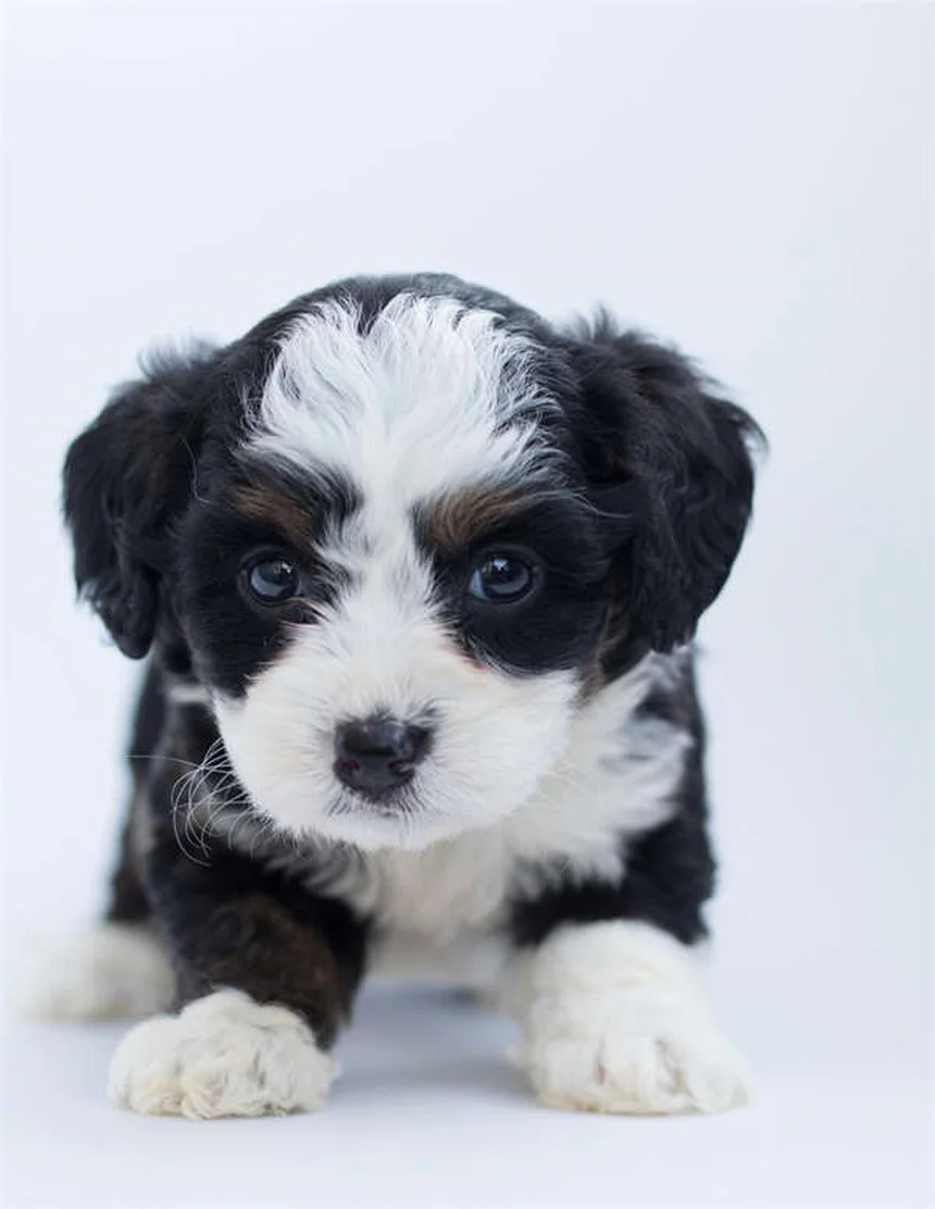 Toelettatura del cane a casa: 5 consigli facili per principianti