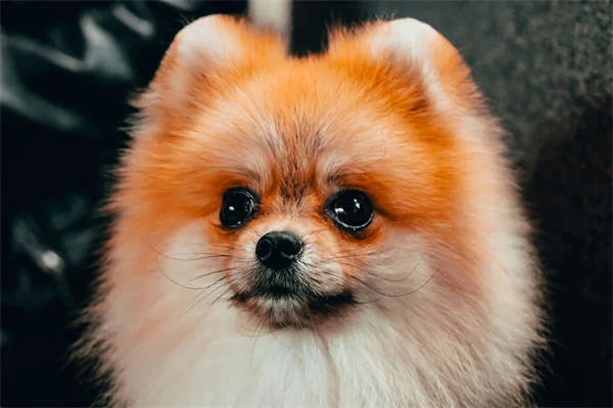 Malattia di von Willebrand nei cani: sintomi, diagnosi e cure
