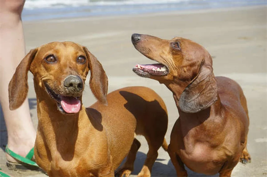 Portare il cane alle feste: 5 consigli di sicurezza fondamentali