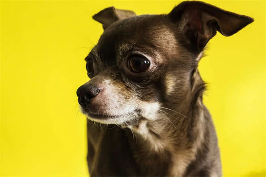 Portare il cane alle feste: 5 consigli di sicurezza fondamentali