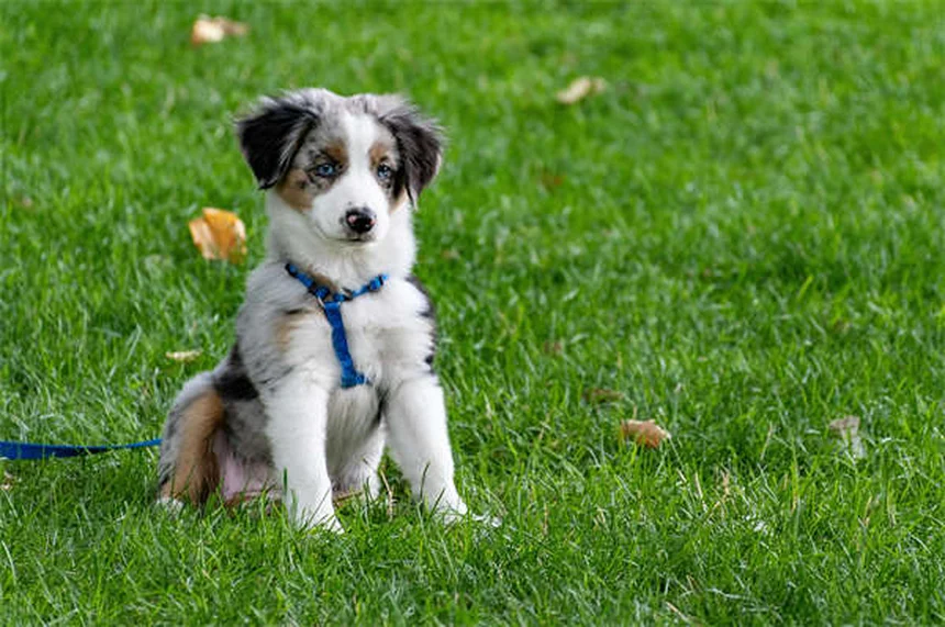 Come stimolare mentalmente il tuo cane: 9 truppi facili ed economici