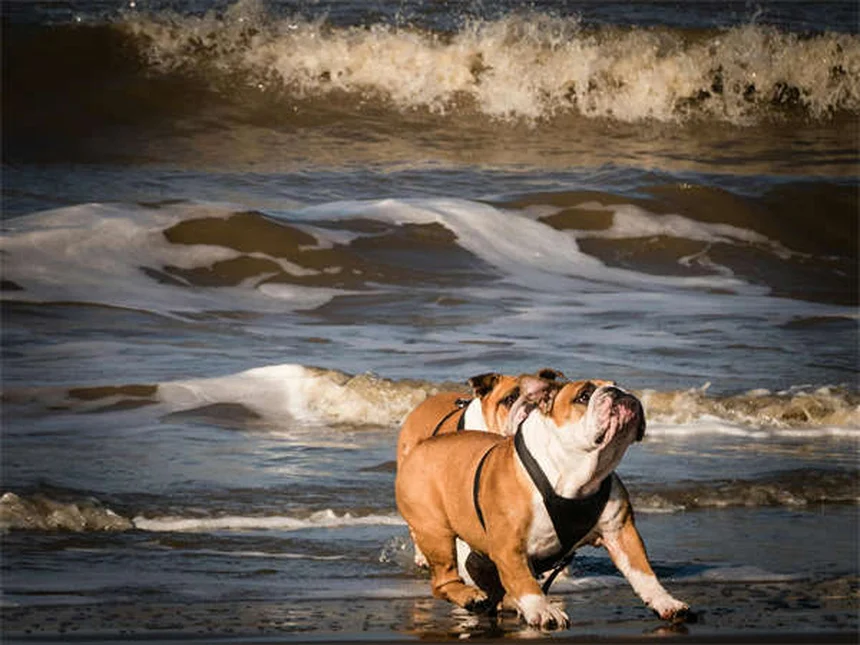 Come stimolare mentalmente il tuo cane: 9 truppi facili ed economici
