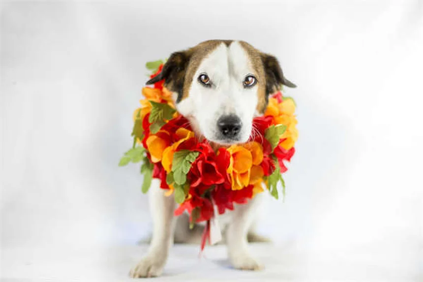 Perché il cane ti porta i giocattoli? Scopri il significato!