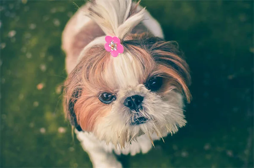 Zecche dei cervi: come proteggere cani e famiglia dai pericoli