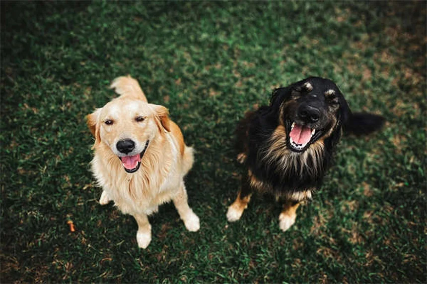 Zecche dei cervi: come proteggere cani e famiglia dai pericoli