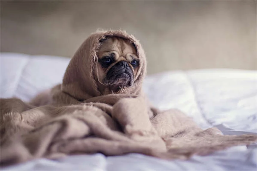 Assicurazione animali 2025: costi e vantaggi per cani e gatti