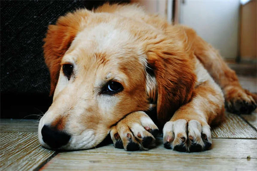Come calmare un cane ansioso: 5 soluzioni efficaci