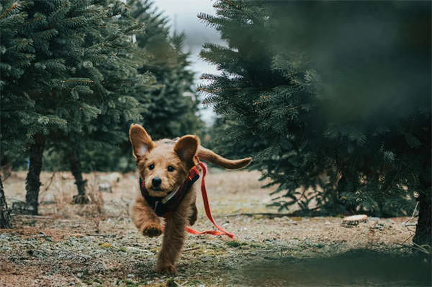 Come insegnare al cane a non saltare: 5 truppi infallibili