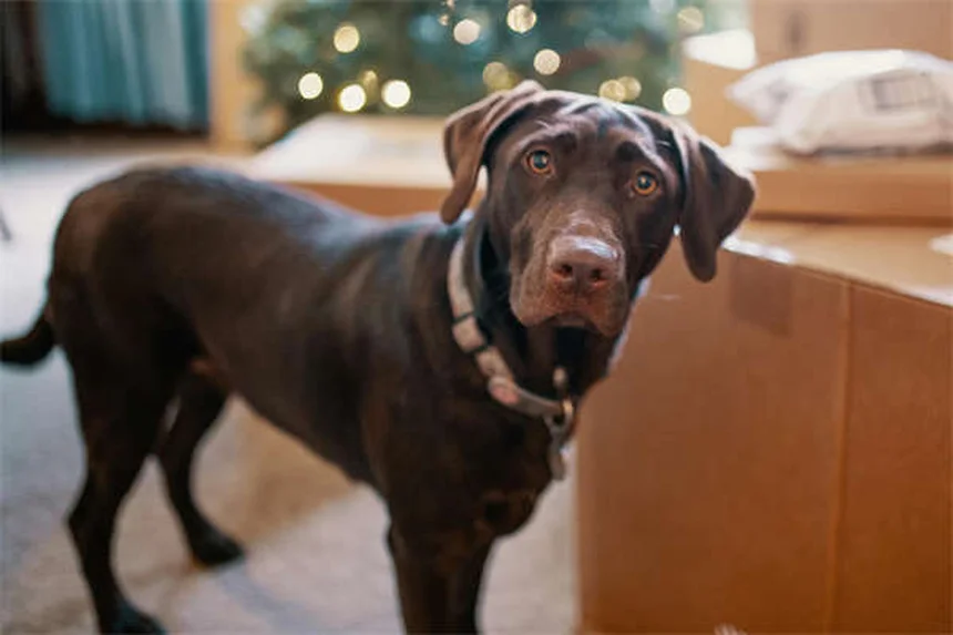 5 Problemi di salute comuni nei cani di piccola taglia e come prevenirli