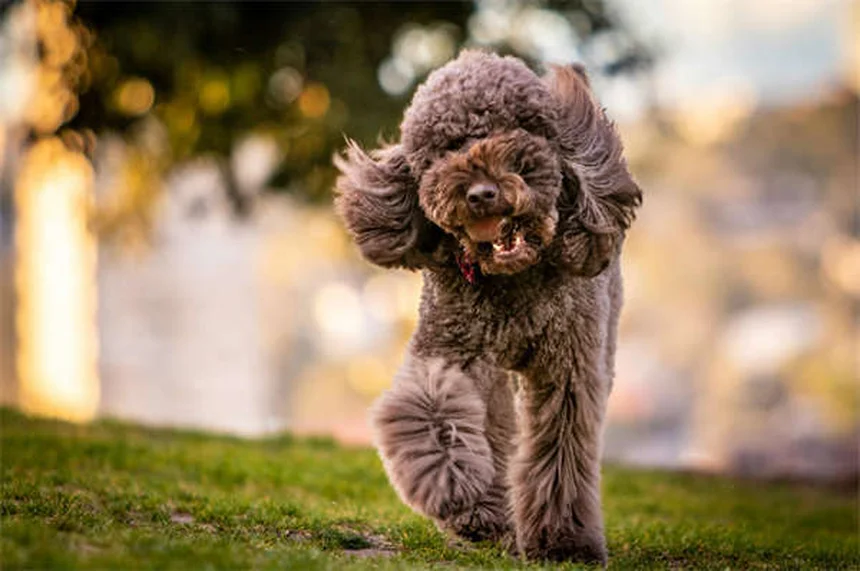 5 Giochi Divertenti per Cane in Giardino: Idee Facili e Stimolanti