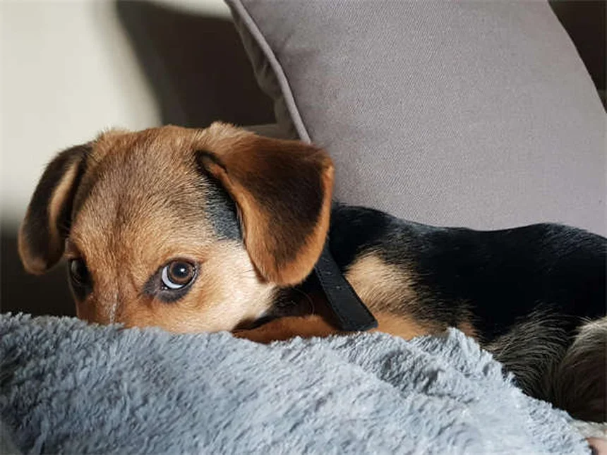 Parchi nazionali USA dove portare il cane: i migliori per escursioni