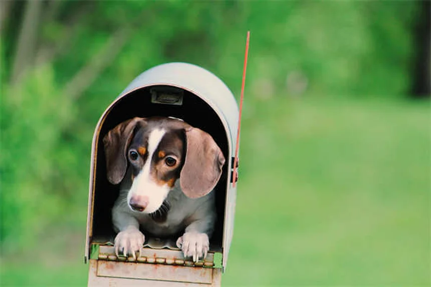 Parchi nazionali USA dove portare il cane: i migliori per escursioni