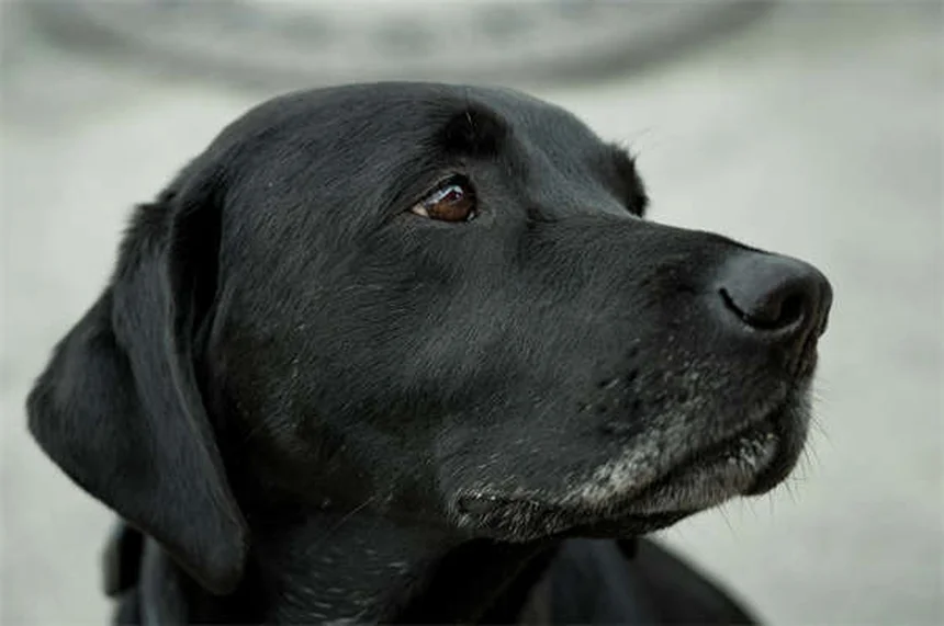 Come insegnare al tuo cane a giocare a frisbee: guida passo passo