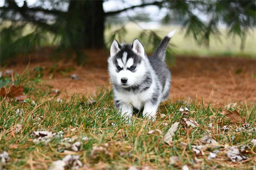Riflessologia per cani: funziona davvero? Scopri i benefici