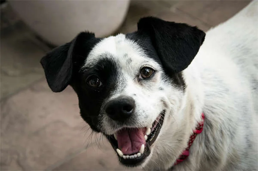 Olio di Neem per Cani e Gatti: Guida Completa ai Benefici e Rischi
