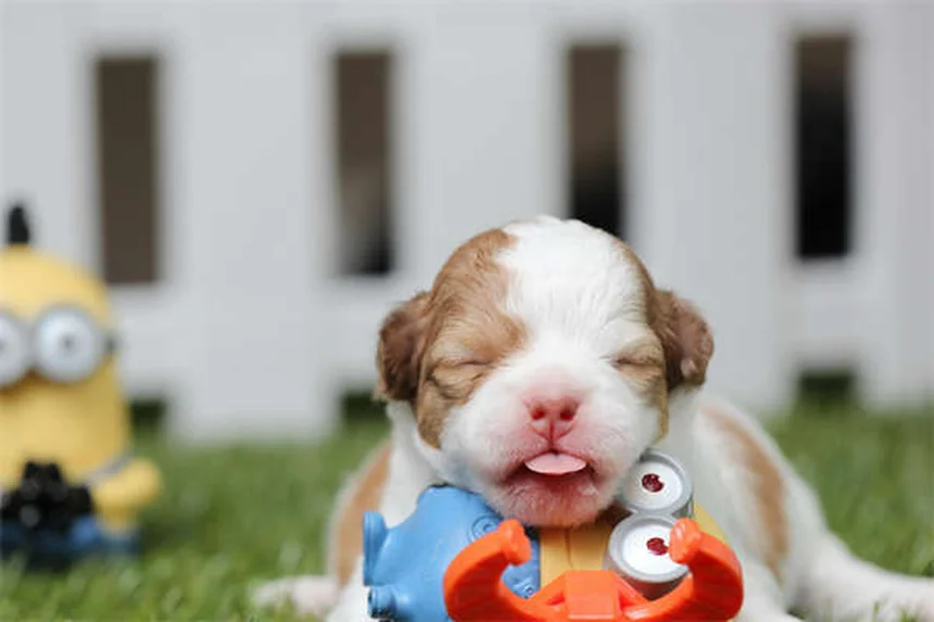 Collare Elisabettiano per Cani: Guida Completa all'Uso e Alternative