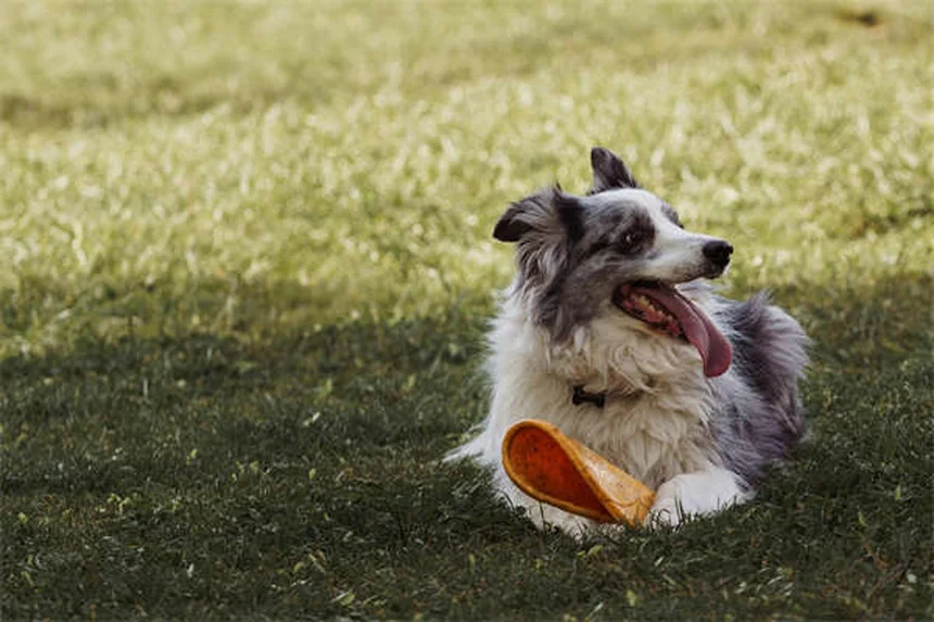 Cani in piscina: 5 consigli per un'estate sicura e divertente
