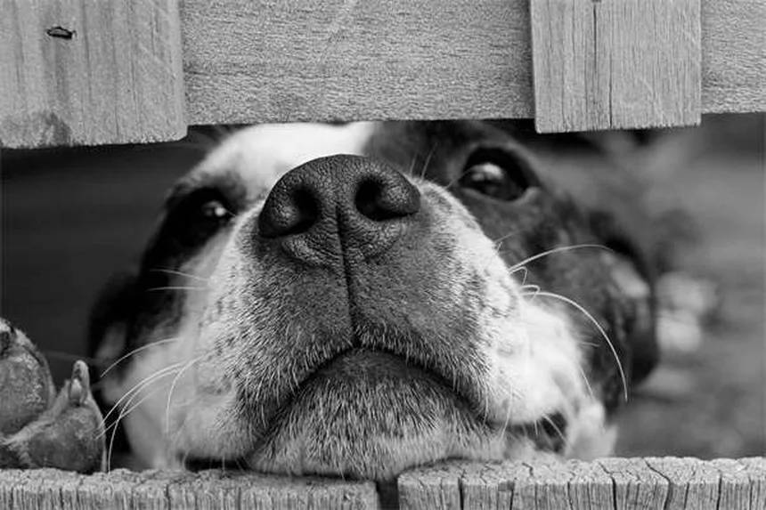 Doxiciclina per cavalli: guida completa all'uso e benefici