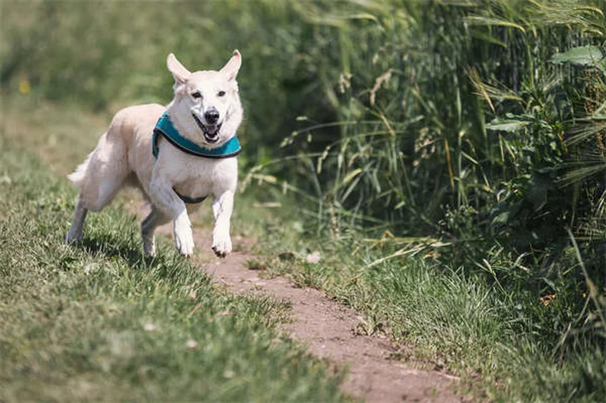 Come far fare i bisogni al cane con pioggia e neve: 5 truppi infallibili